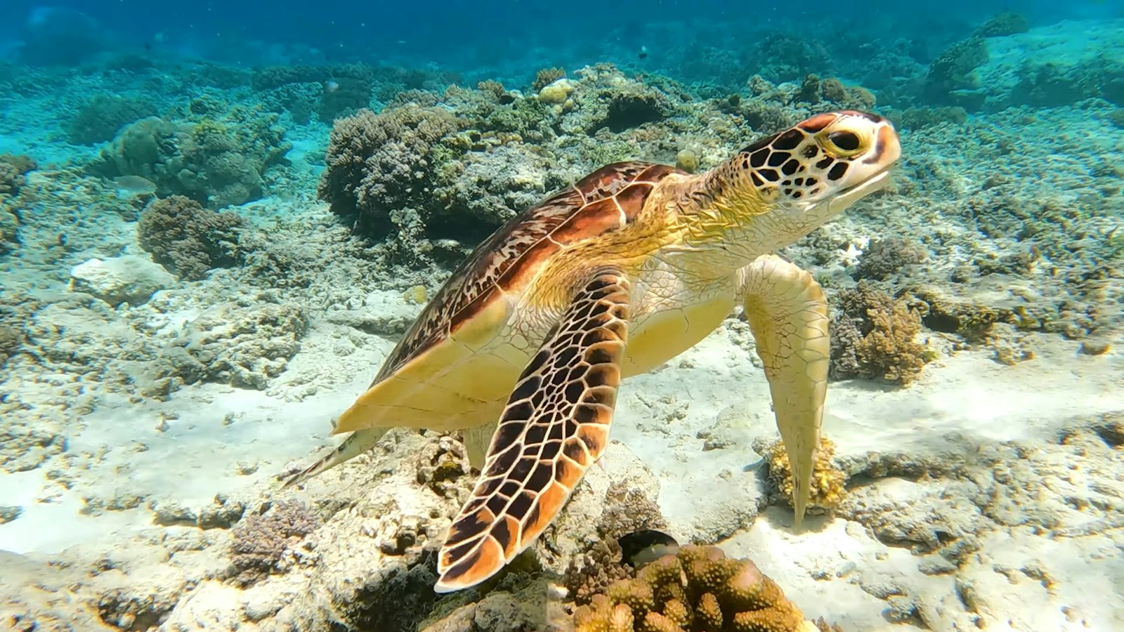 Gili Trawangan açıklarında mercan resifinin üzerinde yüzen deniz kaplumbağası